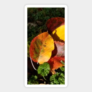Fall colors Sticker